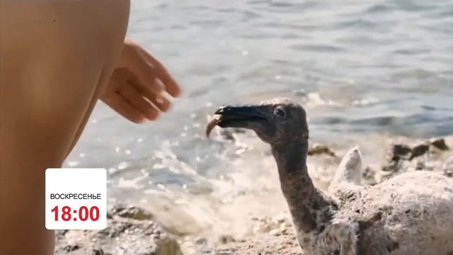 Х/ф Пеликан, ВС 18:00 смотреть онлайн