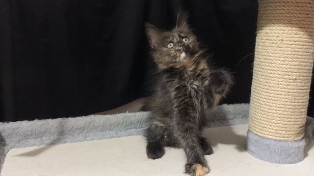 Котёнок мейн-кун Фокси 2.5 месяца