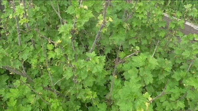 Защита смородины от зимних морозов