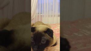 Плюсы и минусы кошки