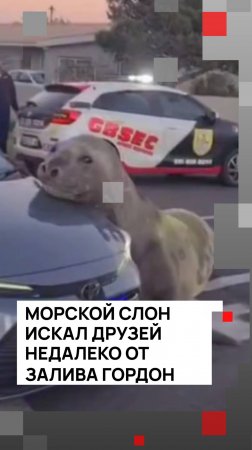 Морской слон на улице южноафриканского города Гордонс-Бей