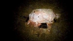 Тепловизионный прицел Ситонг АМ 03 05 ЛРФ  Охота на лису