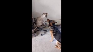 Собака. Кот. Том и Кос