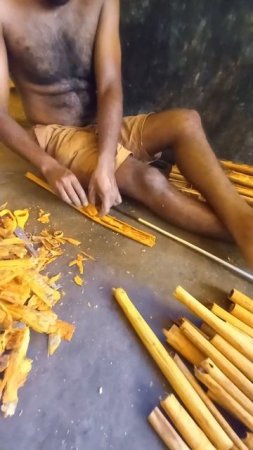 Cinnamon production, 2, SriLanka