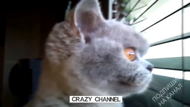 Подборка Лучшие Приколы И Неудачи 2015 смотреть онлайн