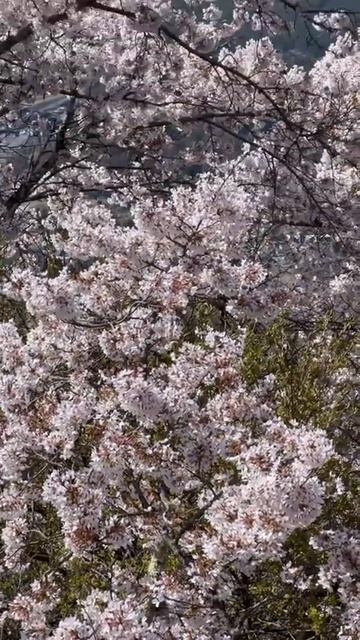 Сакура на фоне Фудзи