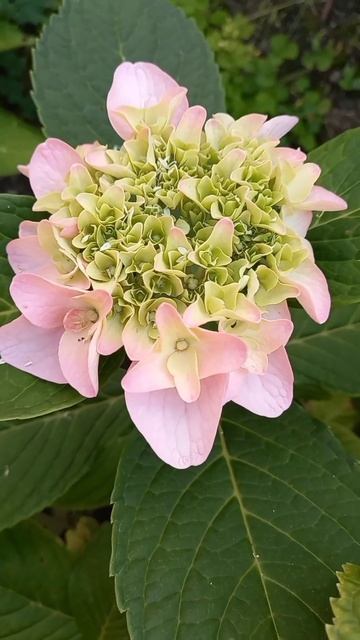 Работа в саду #гортензии #гортензииукраина #ремонтант? смотреть онлайн