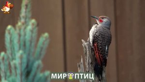 Мир птиц – красота и грация пернатых созданий Природы 🦩🦚🦜 Выпуск (167) 🦉🐦🐤