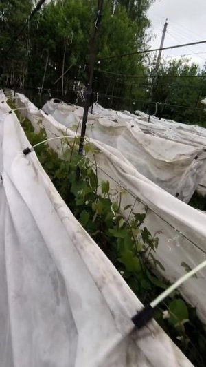 Виноград. Запредельная жара на пользу?