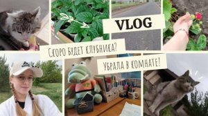 VLOG Скоро будет клубника?🍓 Убралась в комнате!📚