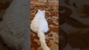 Как охотятся глухие  кошки 🐈