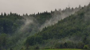 Красивый лес часть 39