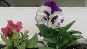 В ожидании дождика, готовимся к выходным. 🌹🫶