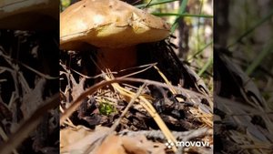 Белые грибочки