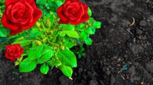 Срочная подкормка роз в июне. Будут пышно цвести и долго Внесите сейчас единственную подкормку