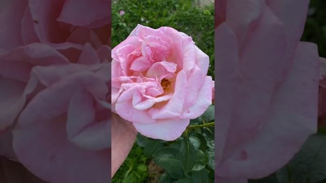 Цветение роз: Джуд де Обскюр Ботеро Салита Элле Голш