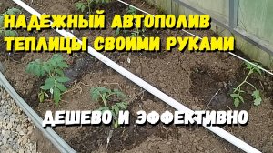Недорогой авто полив теплицы своими руками. Дешево и сердито :)