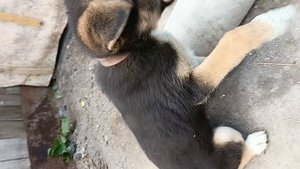 просто щенок Рекс.
