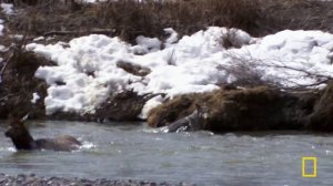 She Wolf: The Yellowstone Legend | SPECIAL | National Geographic
