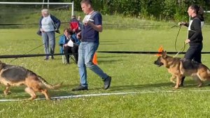 РАБОЧИЙ СУКИ / КЧК+ БОРИСОВ (BY) 17 мая`25 M.Jovovic Моно немецких овчарок