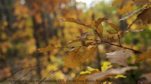 Музыка-подарок для ценителей природы и отдыха - Get Suzie With The Corks -- Origami Repetika -- 2021