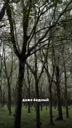 🪙Почему в Таиланде нет попрошаек?