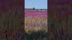 По дороге Севастополь - Евпатория. Лишь бы жила моя Рос