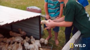 A Day at the County Fair with Dr. Pol (Full Episode) | The Incredible Dr. Pol