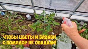 Подсеяли газон. Обзор цветочных всходов. Обработка и мульчирование помидор в теплице