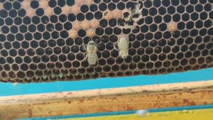 Рождение пчелы.