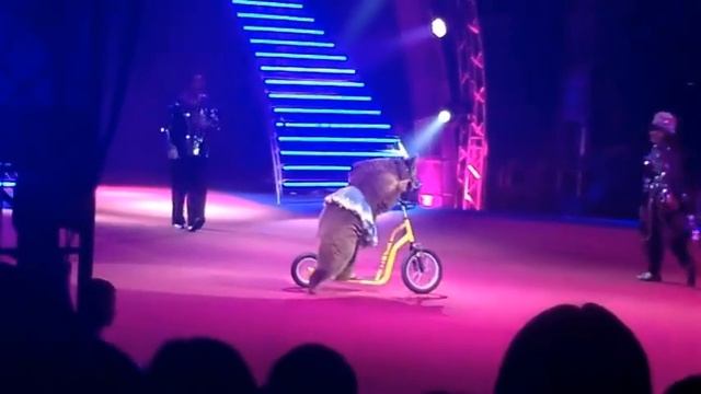 Медведь на самокате смотреть онлайн