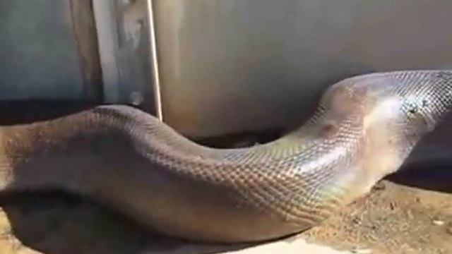 Смотреть всем жесть!!! смотреть онлайн