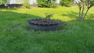 Симпатичная клумба. Делаем клумбу из автомобильной покрышки.