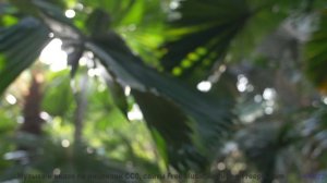 Музыка делает эти виды волшебными - A Shadow in the Mirror -- Humanfobia + Grime Sisters -- A Shadow