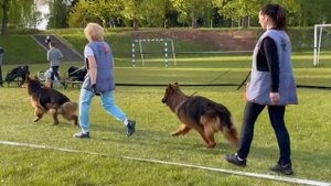 Конкурс питомников: Ирендорф / КЧК+ БОРИСОВ (BY) 17 мая`25 M.Jovovic Моно нем.овч.