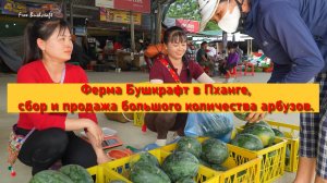 Ферма Бушкрафт в Пханге,сбор и продажа большого количества арбузов.