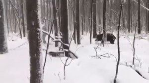 Как профи на кабана охотился...