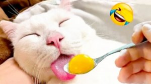 ПРИКОЛЫ С КОТАМИ😹 СМЕШНЫЕ КОТЫ И СОБАКИ🐶😹 СМЕШНОЕ ВИДЕО С ЖИВОТНЫМИ, ЮМОР #21