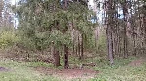 Прогулка в весеннем лесу