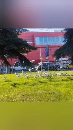 очень много чаек