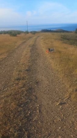 Малышка Тори ждёт своих владельцев.  
Вес около 5-6 кг. Подробности в описании.
