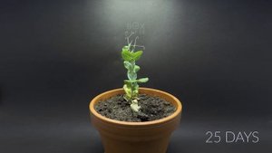 PURPLE PEA Time Lapse - Pea to Pod in 43 Days