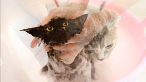 Как часто нужно купать домашнею кошку