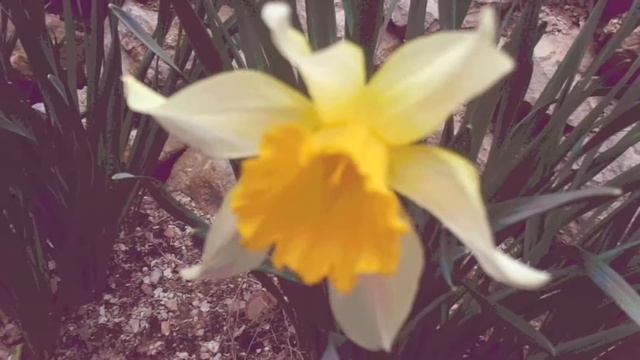 Весенний день в КрымуSpring flowers