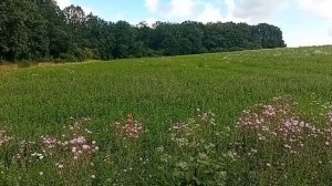 Слушать лечебное пение соловья, кукушки, лесных и поле