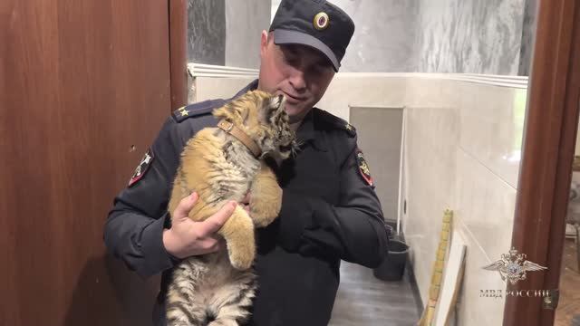 Полицейские ЛНР нашли тигрёнка в одной из квартир города Стаханова