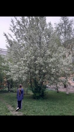 черёмуха