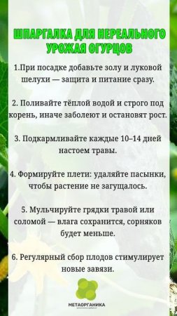 Шпаргалка для нереального урожая огурцов