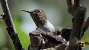 Wild Costa Rica (Full Episode) | The Living Edens | Nat Geo Animals