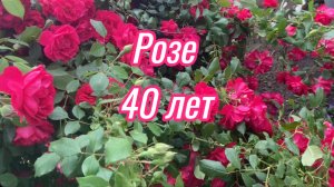 580ч🏡29.05.25-Устанавливаем двери//Варенье из клубники//Готовлю документы//Цветы от сестры
